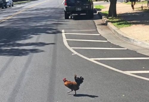 Hiệp hội Nhân đạo Hawaii phản đối việc cho phép người dân tiêu diệt gà, trừ khi mọi phương án khác đã được áp dụng nhưng không mang lại kết quả.