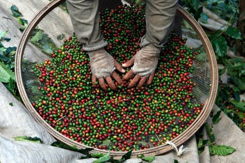  Giá cà phê Arabica chịu sức ép từ triển vọng nguồn cung dồi dào tại Brazil. Ảnh: Reuters.