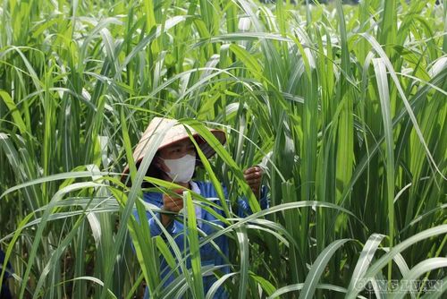 Từ việc trồng mía truyền thống, nông dân Nghệ An đã thay đổi tư duy sản xuất, tham gia liên kết với doanh nghiệp, “xuất ngoại”. Ảnh: Kim Long