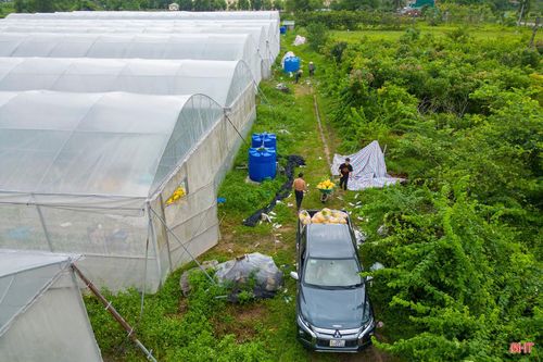 Những quả dưa vừa thu hoạch được anh Vũ và người nhà phân loại ngay tại khu vực sản xuất. Với diện tích 1.000m², mỗi vụ, nhà màng cho năng suất khoảng 5 tấn dưa. Chi phí đầu tư, chăm sóc khoảng 300 triệu đồng/vụ. Theo anh Vũ, dù chi phí sản xuất khá lớn, dưa lưới vẫn cho hiệu quả kinh tế cao hơn nhiều so với loại cây trồng khác.