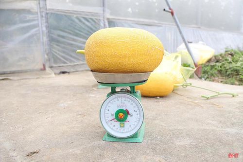 Những quả dưa đạt độ chín, hình thức đẹp, trọng lượng lớn được lựa chọn, phân loại trước khi đưa ra thị trường.