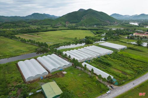 Toàn tỉnh hiện có khoảng 13 - 15 ha trồng dưa lưới trong nhà màng, mang lại thu nhập khá cho người dân.
