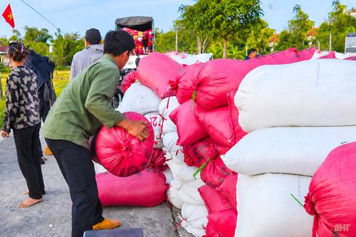 Nhiều vùng sản xuất lúa nếp có quy mô lớn của tỉnh như xã Trường Lưu, Can Lộc, Xuân Lộc, Gia Hanh… đang bước vào cao điểm thu hoạch nhưng hoạt động thu mua không được sôi động như những năm trước.