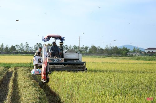 Hiện nay, lúa tươi các giống Khang Dân 18, Xuân Mai được thương lái thu mua với giá khoảng 4.700 - 5.000 đồng/kg.