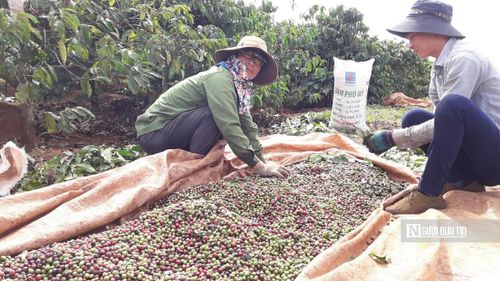 Đến nay, toàn tỉnh đã rà soát và cấp mã số vùng trồng cho 13.000 diện tích cây trồng xuất khẩu, trong đó có cà phê. Ảnh: Kiến Văn