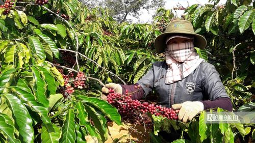 Diện tích cà phê trong chuỗi liên kết với Công ty TNHH Vĩnh Hiệp. Ảnh: Kiến Văn