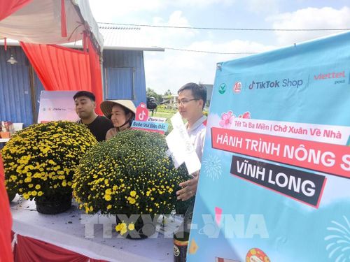 Phát sóng bán hàng trực tiếp sản phẩm cúc mâm xôi của nông dân Chợ Lách (Vĩnh Long). Ảnh: Huỳnh Phúc Hậu - TTXVN