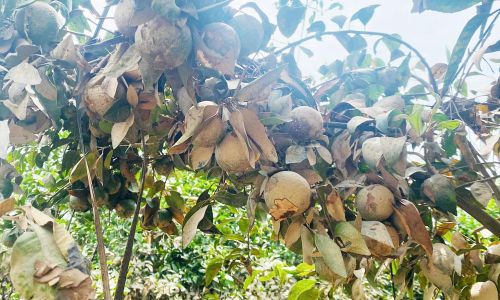 Vườn cam của gia đình chị Lâm Thị Bình, phường Phượng Sơn bị thiệt hại nặng sau lũ.