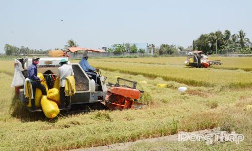 Nông dân xã chủ động ứng dụng khoa học kỹ thuật vào sản xuất lúa.