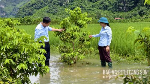 Lãnh đạo xã Cai Kinh kiểm tra, nắm bắt tình hình diện tích na bị ngập úng