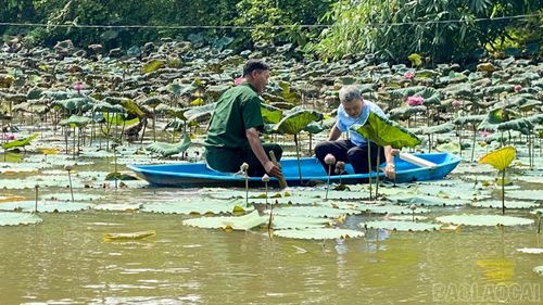 Cựu chiến binh Cao Ngọc Yên tận dụng mặt ao nuôi cá để trồng sen lấy hoa, tạo thêm nguồn thu trên cùng diện tích mặt nước.
