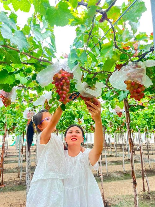 Tuy những vườn nho giống mới vẫn còn khiêm tốn, nhưng là nét chuyển đổi đáng mừng trong phát triển cây trồng lợi thế địa phương vùng Chăm, xã Liên Hương