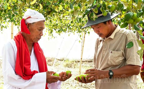 Niềm vui của Sư cả Đoàn Minh Duyên khi thấy nhiều hộ dân thôn Tuy Tịnh 2, xã Tuy Phong, tỉnh Lâm Đồng đã chuyển sang trồng táo, mang lại hiệu quả kinh tế cao