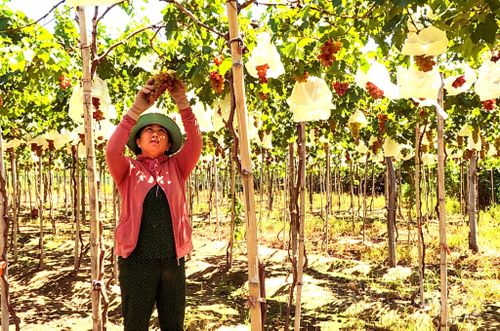 Bà con Chăm xã Liên Hương còn áp dụng phương pháp bao lưới nhằm hạn chế côn trùng, giảm tác động của sâu bệnh cho giàn nho và mang lại hiệu quả kinh tế cao.