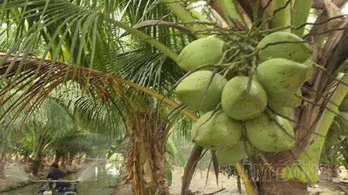 Anh Tạ Văn Thuyết ở thôn Phan Hòa, xã Bắc Binh đã học mô hình trồng dừa ở miền Tây rồi đưa về thử nghiệm. Sau thời gian chăm sóc, cây phát triển tốt
