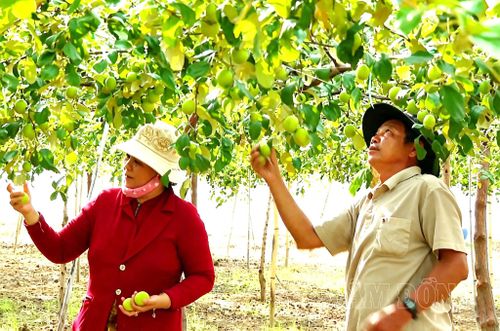 Việc đưa cây táo vào nhà màng giúp đồng bào Chăm thôn Tuy Tịnh 2, xã Tuy Phong kiểm soát tốt hơn các yếu tố bất lợi từ thời tiết và côn trùng.