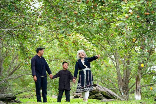 Du khách trải nghiệm vườn lê xã Hồng Thái.