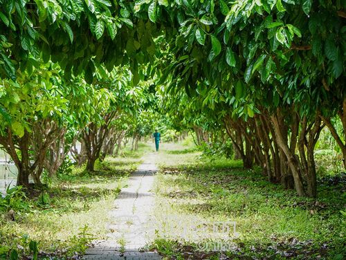 Tuyến đường dẫn ra bến thuyền tại Điểm du lịch sinh thái Mười Ngọt (xã Đá Bạc) được vệ sinh, cắt tỉa tươm tất, sẵn sàng đón du khách trải nghiệm gác kèo ong.