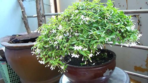 Nếu gia đình có sân vườn rộng, mai chiếu thủy cũng là lựa chọn phù hợp để tạo điểm nhấn. Ảnh minh họa.