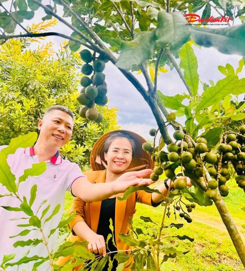 Bà Võ Thị Minh Sinh - Phó Bí thư Tỉnh uỷ, Chủ tịch Ủy ban MTTQ tỉnh Nghệ An thăm vườn cây mắc ca của ông Dương Tiến Thành. Ảnh: LL