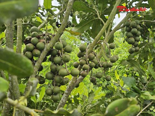 Cây mắc ca bắt đầu bén rễ trên vùng đất Nghệ An. Ảnh: ĐB
