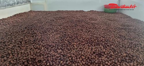 Hạt cây mắc ca được chế biến ngay tại chỗ với nhiều sản phẩm đa dạng. Ảnh: ĐB