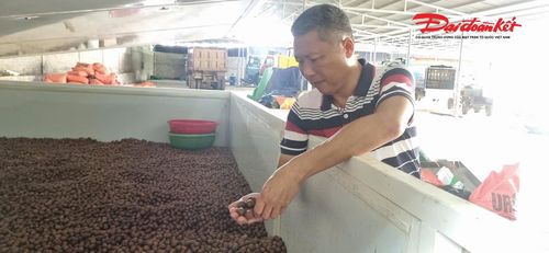 Ông Thành bên cơ sở chế biến sản phẩm từ cây mắc ca cho mình và người dân trong toàn tỉnh. Ảnh: ĐB