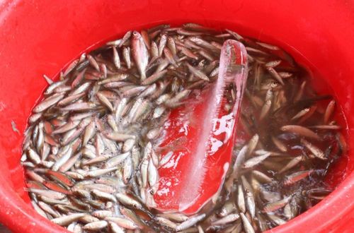 Cá linh non sau khi được sơ chế mổ bụng, bỏ phần ruột sẽ được cho vào cá túi nhỏ sau đó cho vào nước đá trước vận chuyển đảm bảo giữ được độ tươi, ngon của cá. Ảnh: Công Mạo-TTXVN