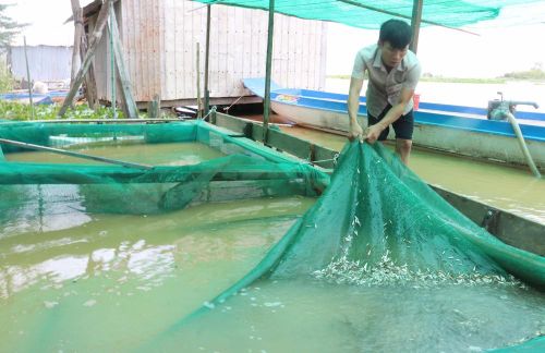 Cá linh non sau khi cân được thả nuôi trong các lồng lớn ở trên sông chờ vận chuyển bằng thùng có máy sục khí đến các chợ, nhà hàng tại nhiều địa phương trong vùng Đồng bằng sông Cửu Long, Thành phố Hồ Chí Minh và Hà Nội... Ảnh: Công Mạo-TTXVN