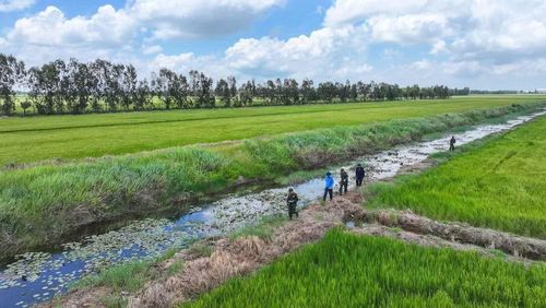 Ban Chỉ đạo 515 tỉnh An Giang khảo sát thu thập thông tin, xác định vị trí mộ liệt sĩ tại khu vực Tràm Dù (Rừng Tràm 800), ấp Lung Lớn, xã Hòa Điền, tỉnh An Giang. (Ảnh: PHƯƠNG VŨ)