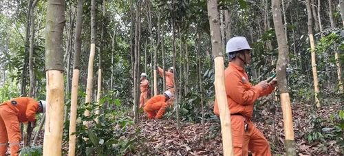 Nhân viên điện lực hỗ trợ người dân thu hoạch, khai thác các cây quế lớn nằm ngoài hành lang an toàn bảo vệ tài sản cho bà con vừa ngăn ngừa sự cố lưới điện. (Ảnh: TÂM THỜI)