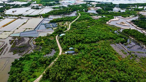 Những cánh rừng ngập mặn bao quanh xã Long Sơn tạo thành không gian xanh mát. Ảnh: CTV