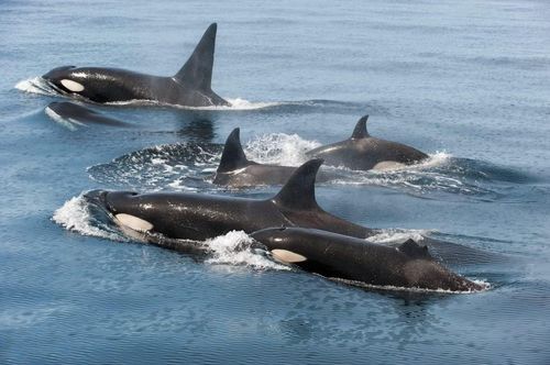 Ảnh: de.whales