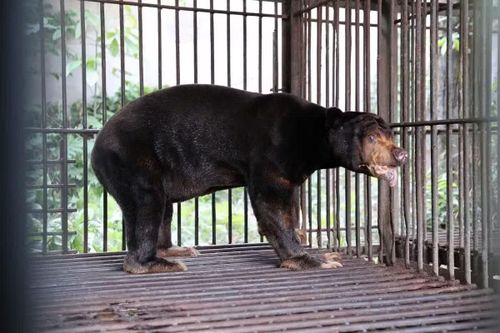 Một cá thể Gấu chó được cứu hộ và chuyển từ TPHCM về Trung tâm Cứu hộ Gấu tại Vườn quốc gia Bạch Mã (TP Huế) vào tháng 4/2026.