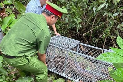 Công an xã Đức Linh tiến hành thả 17 cá thể trăn về môi trường tự nhiên.