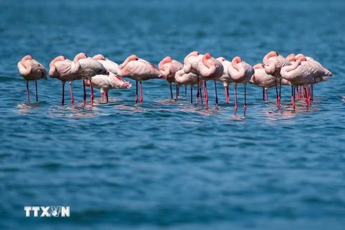 Hồng hạc tại hồ Elementaita, thuộc hạt Nakuru, Kenya, trong khu vực Thung lũng Great Rift. (Ảnh: THX/TTXVN phát)