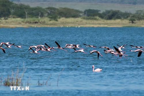 Hồng hạc tại hồ Elementaita, thuộc hạt Nakuru, Kenya, trong khu vực Thung lũng Great Rift. (Ảnh: THX/TTXVN phát)