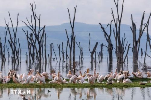 Các loài chim tại hồ Nakuru, thuộc hạt Nakuru, Kenya, trong khu vực Thung lũng Great Rift. (Ảnh: THX/TTXVN phát)