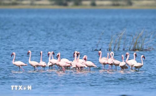 Đàn hồng hạc tại hồ Elementaita, thuộc hạt Nakuru, Kenya, trong khu vực Thung lũng Great Rift. (Ảnh: THX/TTXVN phát)