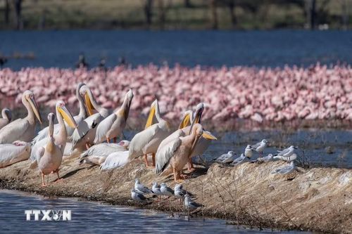 Các loài chim tại hồ Nakuru, thuộc hạt Nakuru, Kenya, trong khu vực Thung lũng Great Rift. (Ảnh: THX/TTXVN phát)