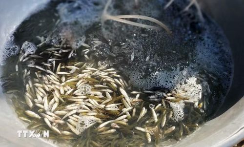 Cá linh non đầu mùa có giá khá cao, từ 120.000-200.000 đồng/kg, chủ yếu được cung cấp cho các nhà hàng, khách sạn tại Đồng bằng sông Cửu Long, Thành phố Hồ Chí Minh, Đồng Nai và Hà Nội. (Ảnh: Công Mạo/TTXVN)