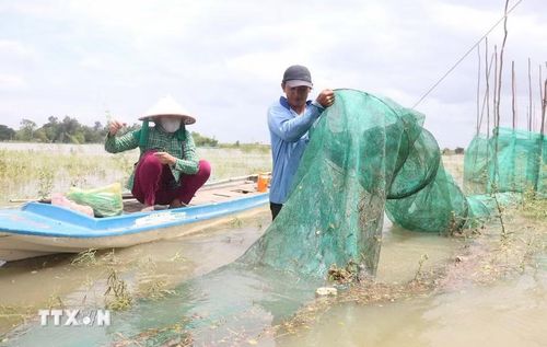 Vợ chồng anh Đoàn Văn Đẩu (ngụ xã Phú Hữu, tỉnh An Giang) tranh thủ buổi trưa đi đặt dớn trên cánh đồng ngập nước gần nhà để đánh bắt cá linh. (Ảnh: Công Mạo/TTXVN)