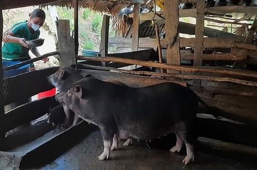 Quảng Trị đồng hành, hỗ trợ phụ nữ vùng đồng bào dân tộc thiểu số khởi nghiệp, phát triển kinh tế