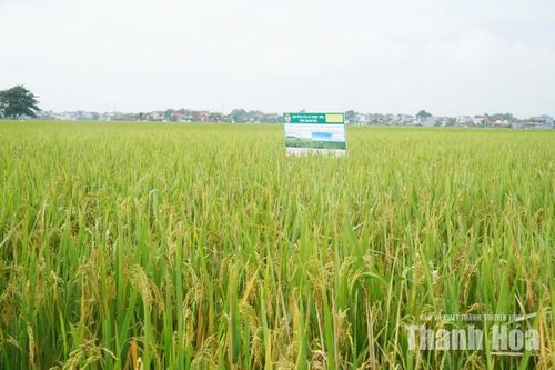 Cánh đồng mô hình canh tác lúa thân thiện với môi trường vụ Mùa năm 2026.