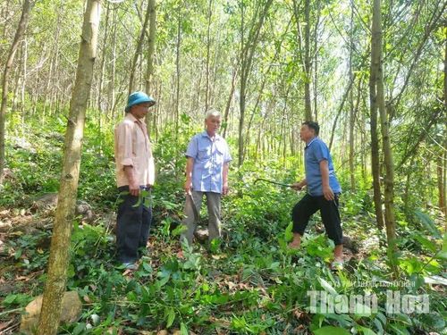 Người dân liên kết để bảo vệ và phát triển rừng.