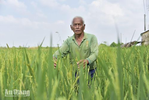 Cựu chiến binh Nguyễn Văn Công thăm ruộng lúa của gia đình. Ảnh: AN LÂM