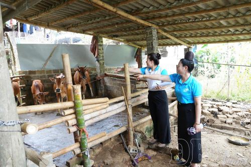 Hội Liên hiệp Phụ nữ tỉnh kiểm tra mô hình vay vốn tín dụng chính sách tại bản Co Nỏng, xã Búng Lao.