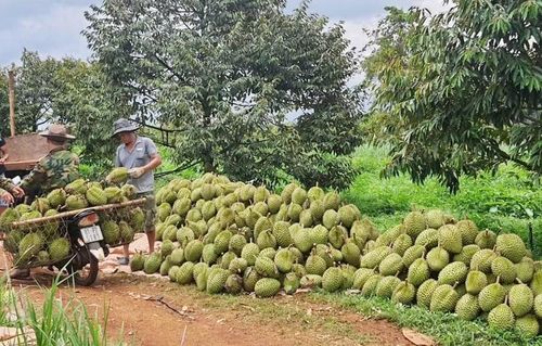  Người dân Gia Lai thu hoạch sầu riêng. Ảnh: N.S 