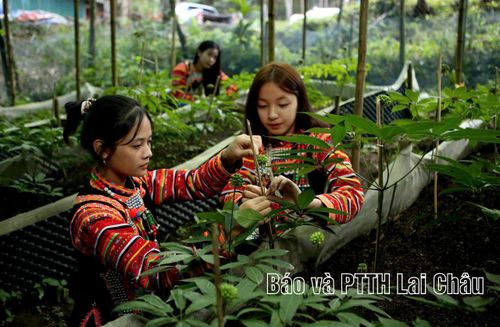 Người dân chăm sóc sâm Lai Châu.
