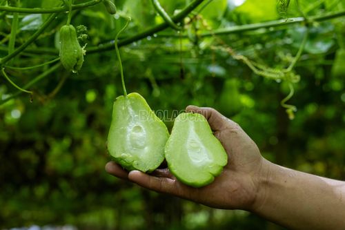 Quả su su có phần thịt dày, đặc ruột, một hạt ở giữa. Su su trồng tại Sa Pa được biết đến với độ giòn, vị ngọt tự nhiên, là loại rau quả quen thuộc với người tiêu dùng.